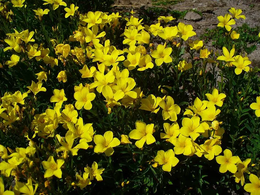 Жовтий льон – яскрава пляма на альпійській гірці