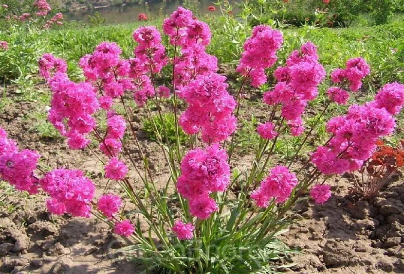 Lychnis viscaria