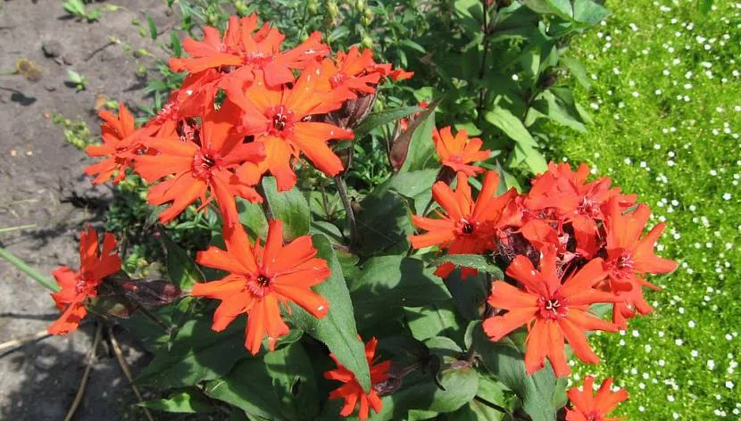 Cynia angustifolia do ogrodu i zjeżdżalni alpejskiej