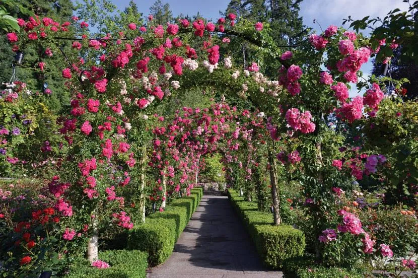 Розкішні арки з троянд