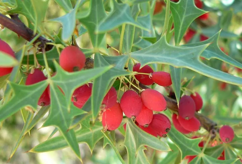 Berberys liściasty dobrze komponuje się z żółtymi krzewami.