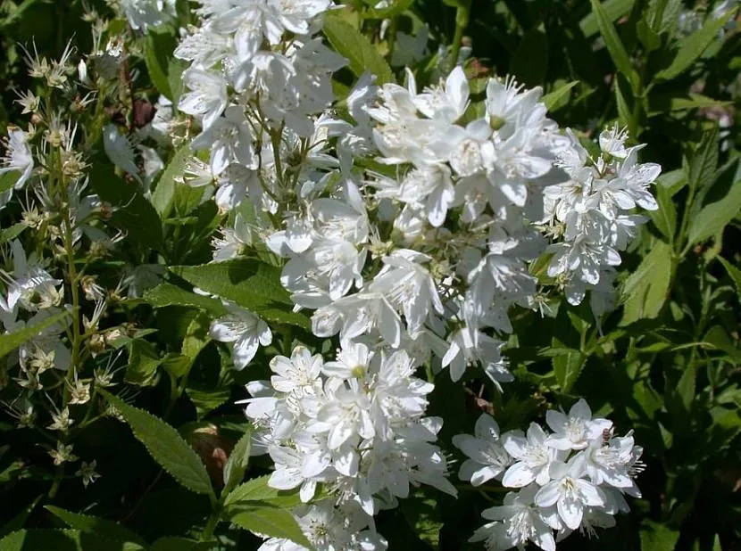 Białe kwiatostany działania