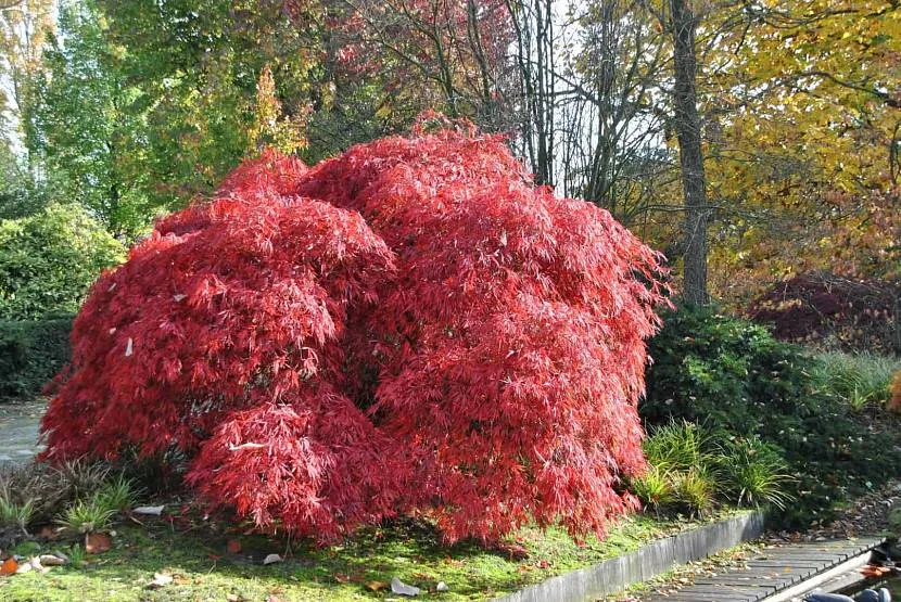 Czerwony klon japoński - jasny przedstawiciel krzewów ozdobnych