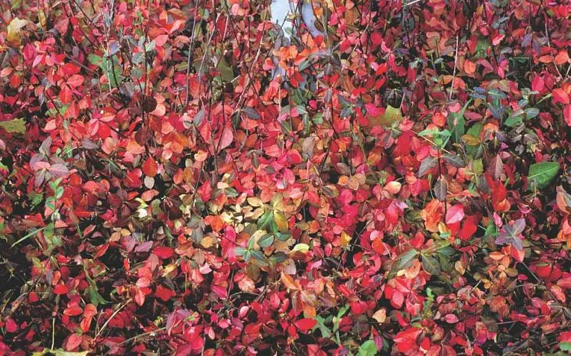 Jaskrawoczerwone liście trzmieliny zdobią ogród jesienią