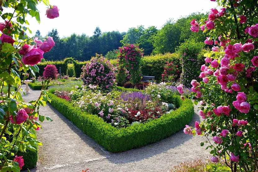 Piękny ogród różany z wysokim zielonym żywopłotem i topiary granicami