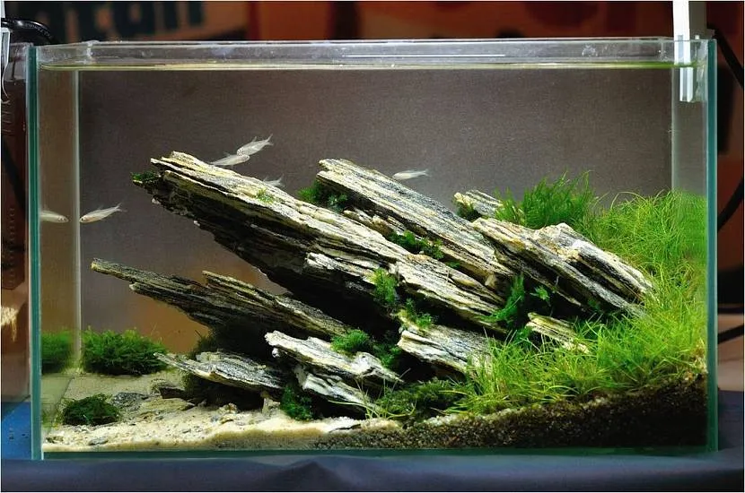 Дерев'яний камінь в акваріумі