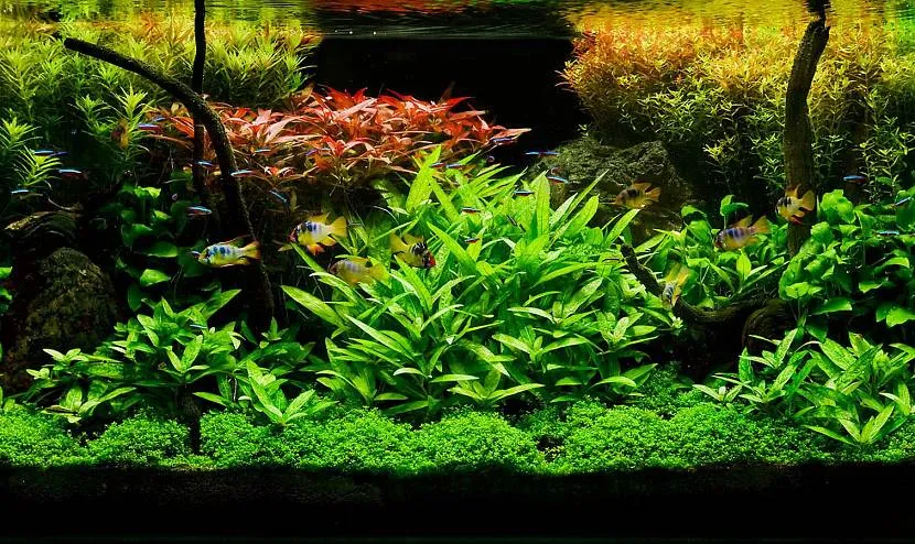 Яскрава зелень в акваріумі